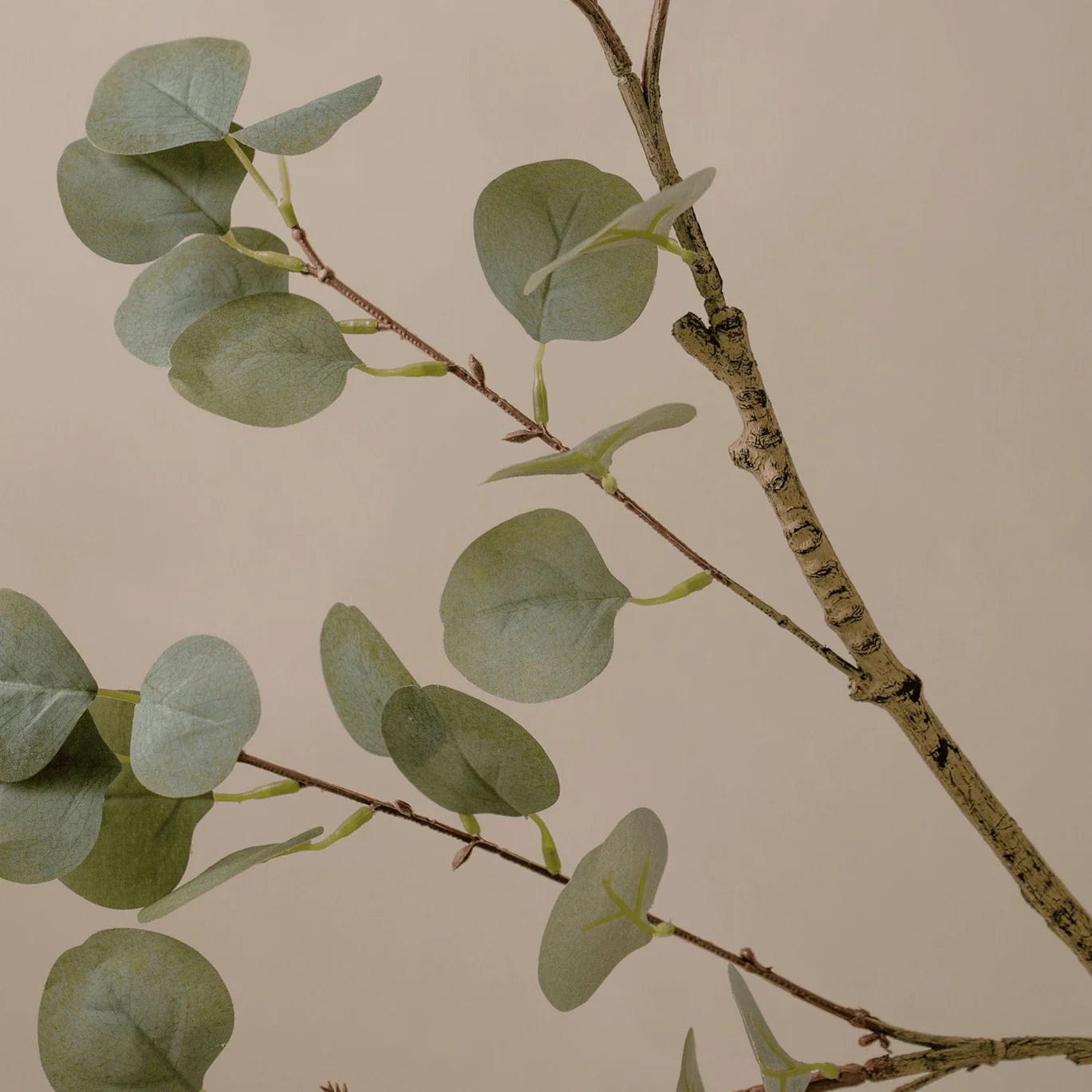 BRANCH - Warm Eucalyptus