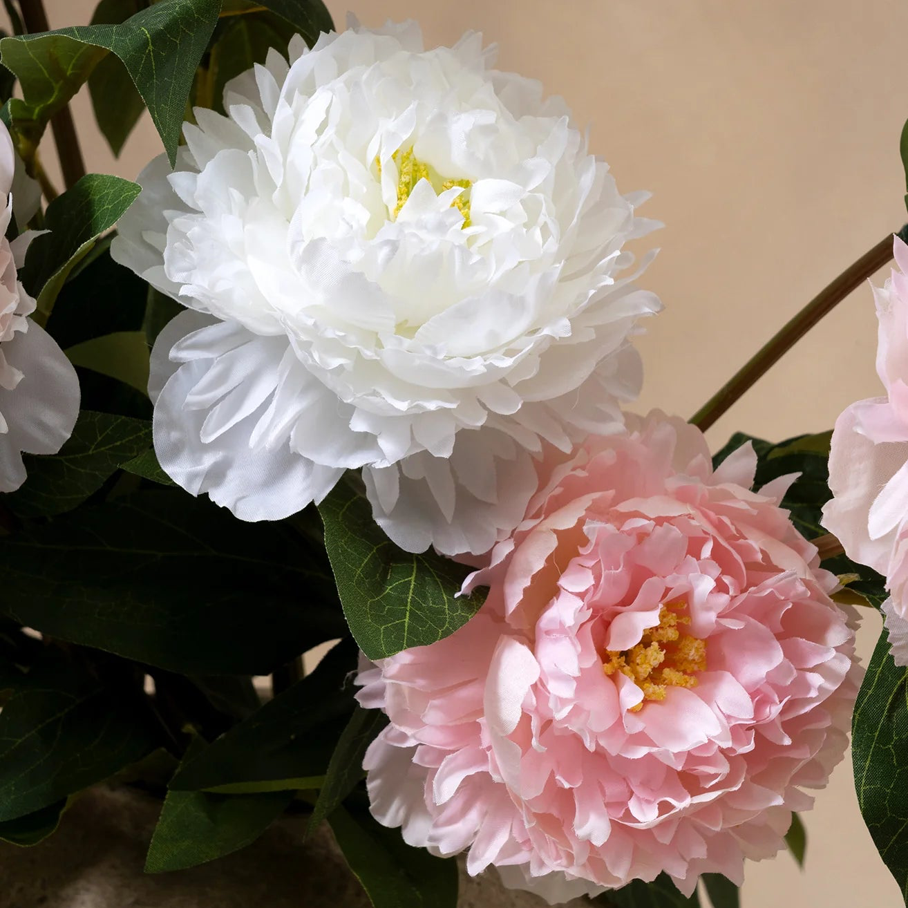 Peonies - Combination