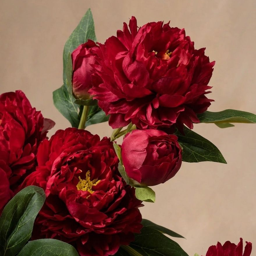 Peonies - Valentine Red